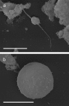 Fig. 3