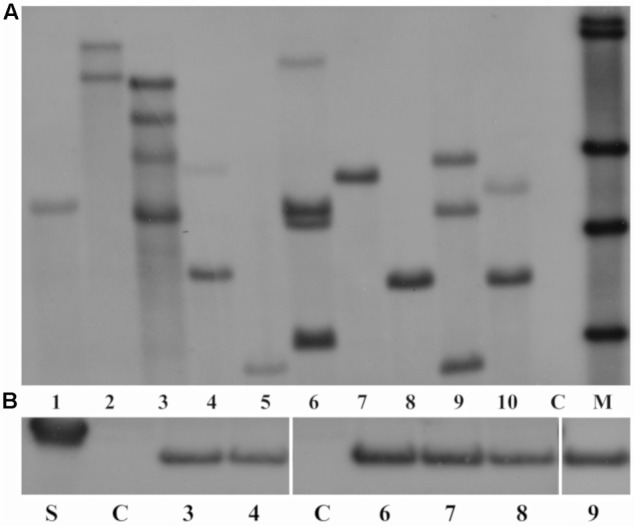 FIGURE 1