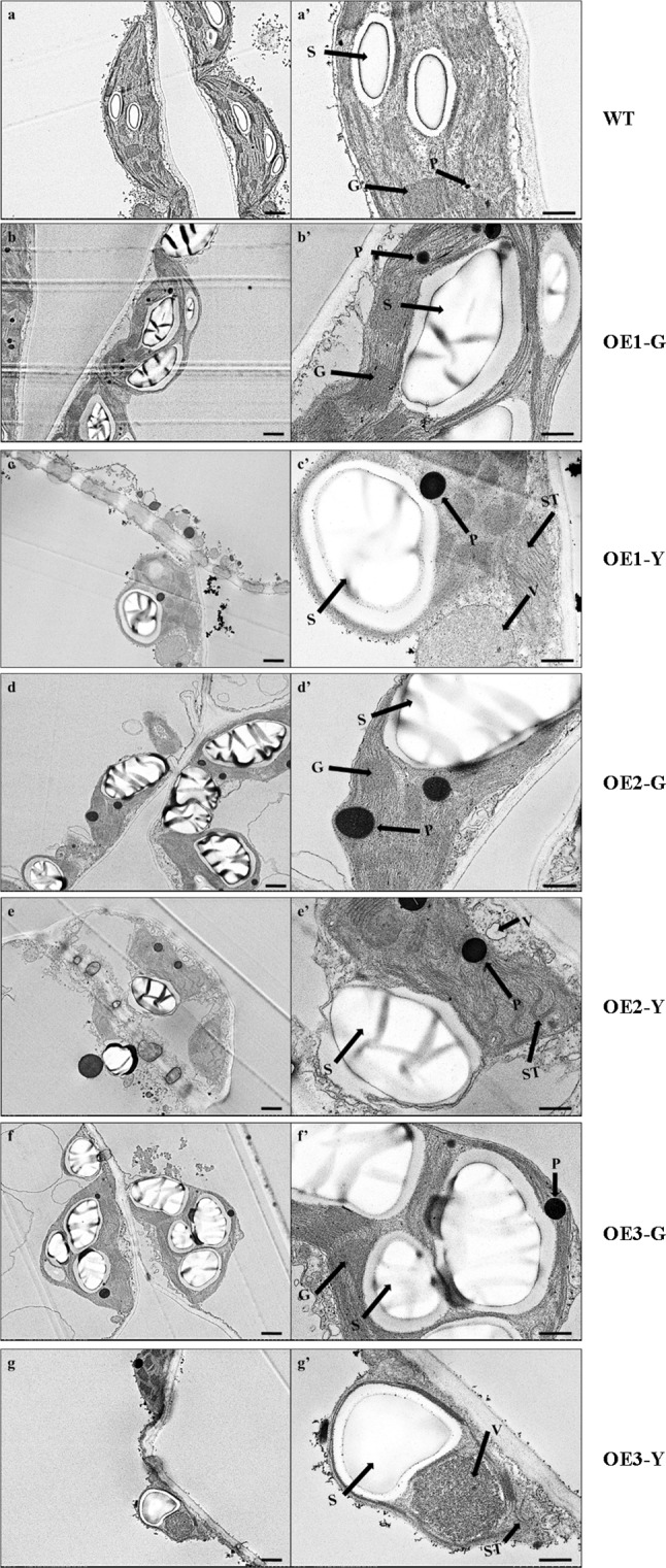 Fig. 7