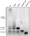 FIG. 1.
