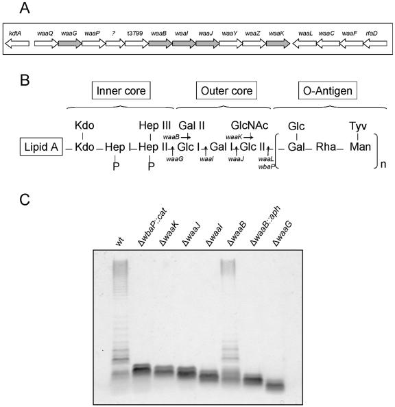 FIG. 2.