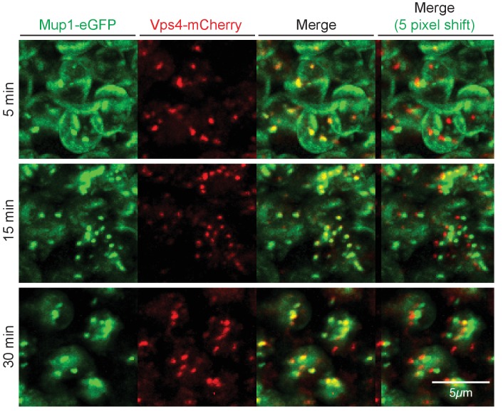 Figure 1—figure supplement 2.