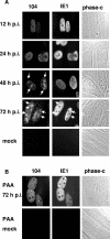 FIG. 2.