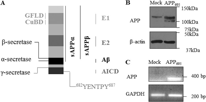 FIGURE 1.