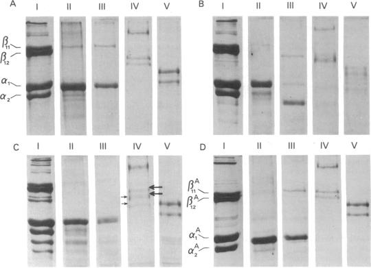 graphic file with name pnas00005-0188-a.jpg