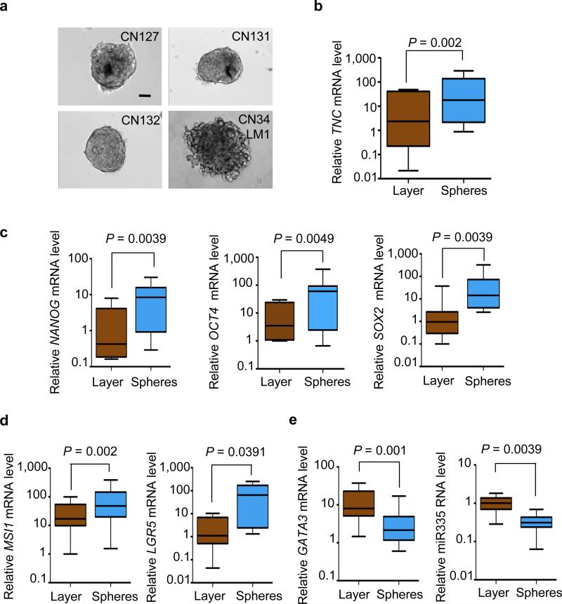 Breast cancer cells produce tenascin C as a metastatic niche component ...