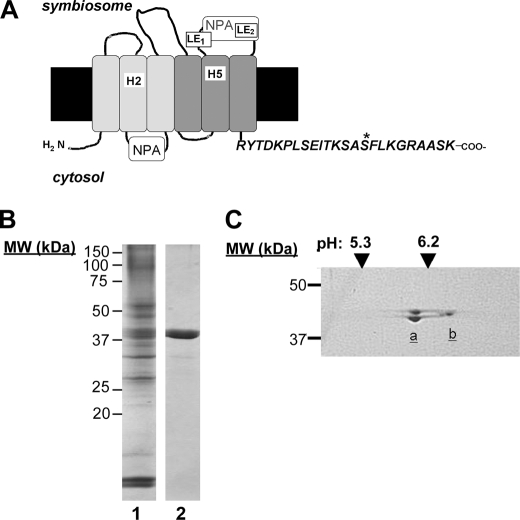 FIGURE 1.