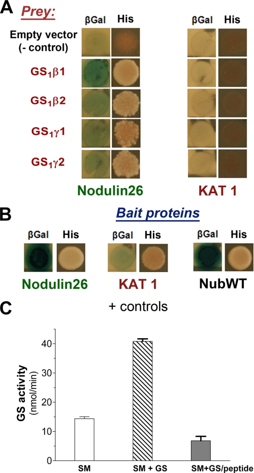 FIGURE 4.