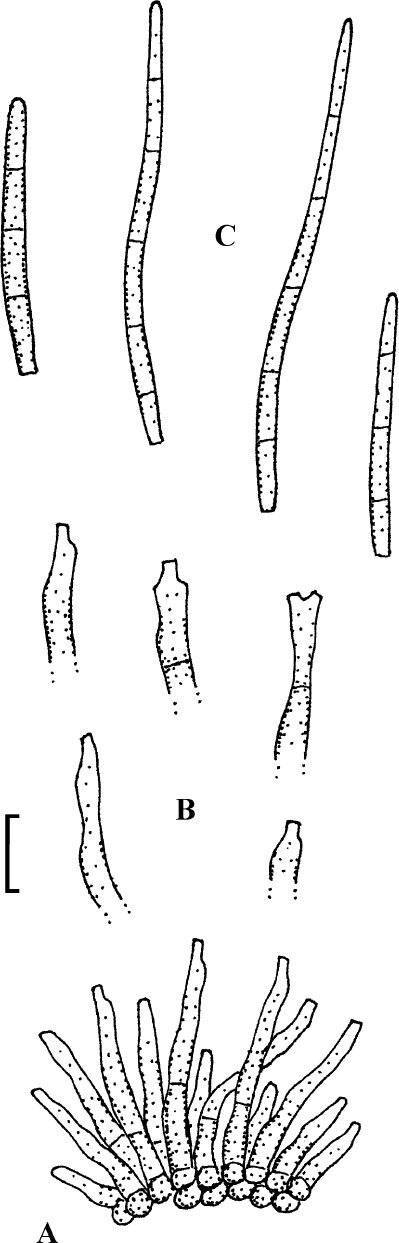 Fig. 38.