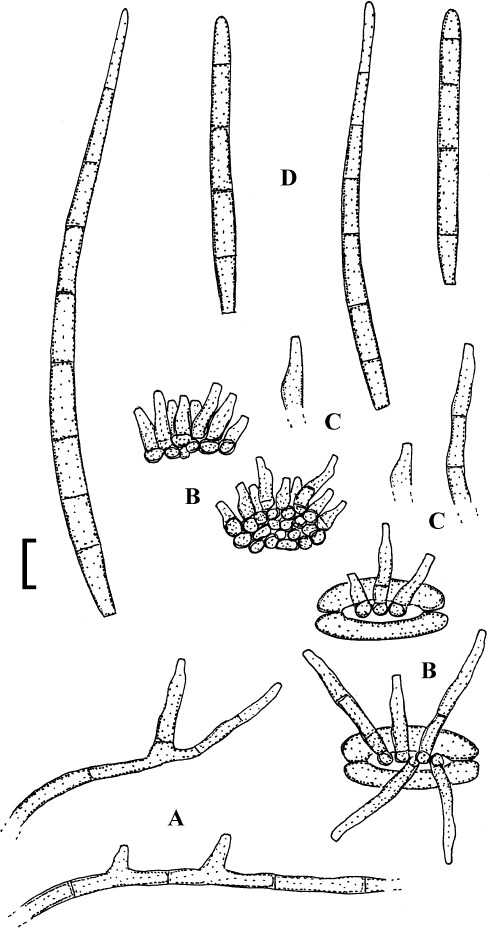 Fig. 23.