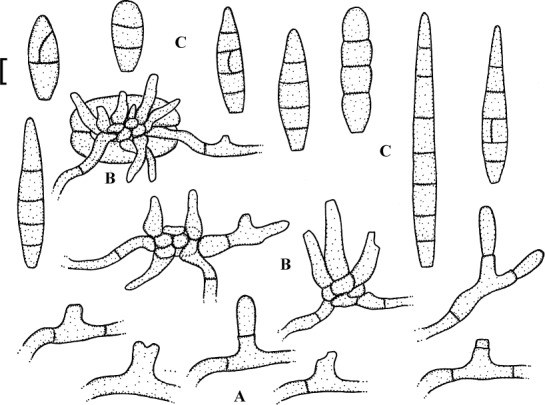 Fig. 44.