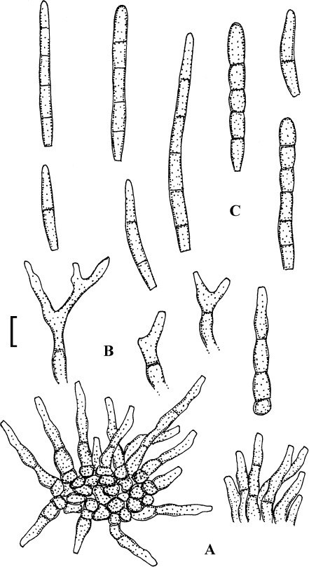 Fig. 20.