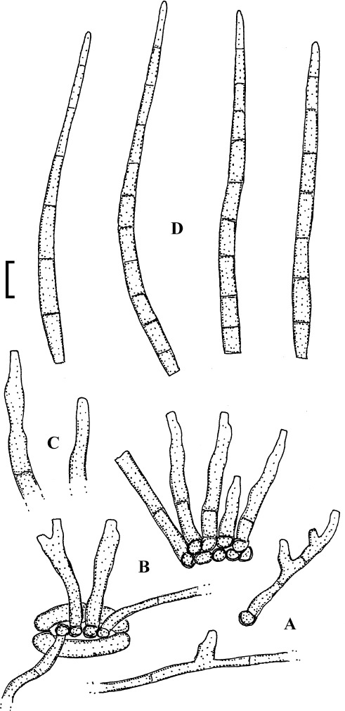 Fig. 40.