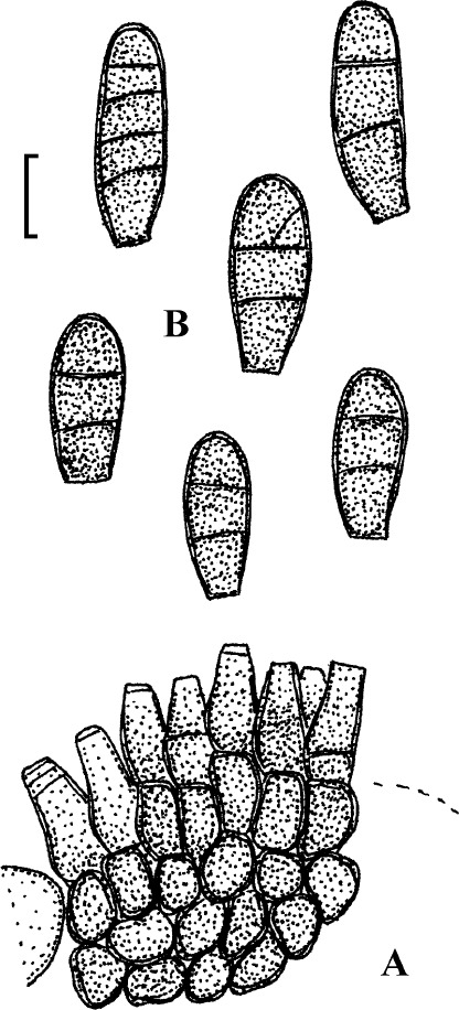 Fig. 29.