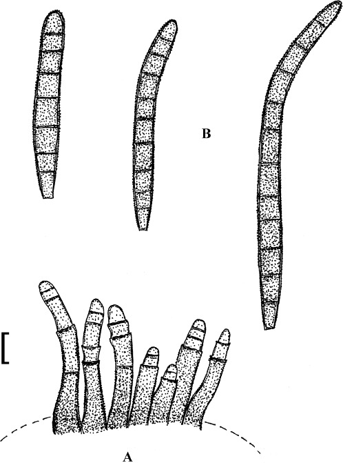 Fig. 30.