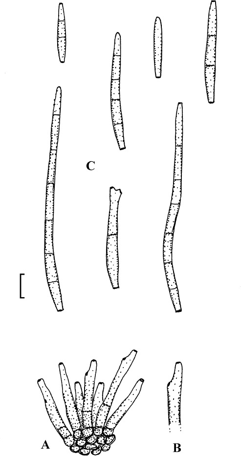 Fig. 10.