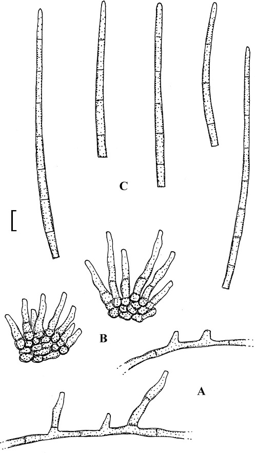 Fig. 18.