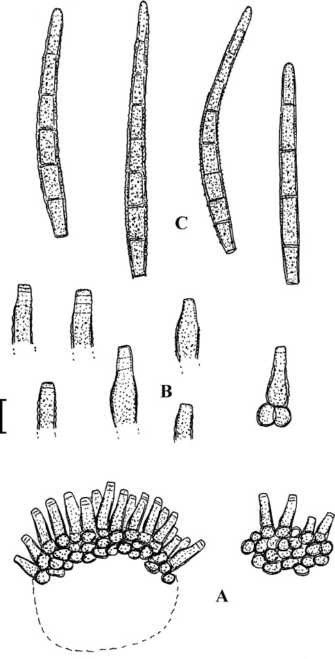 Fig. 31.