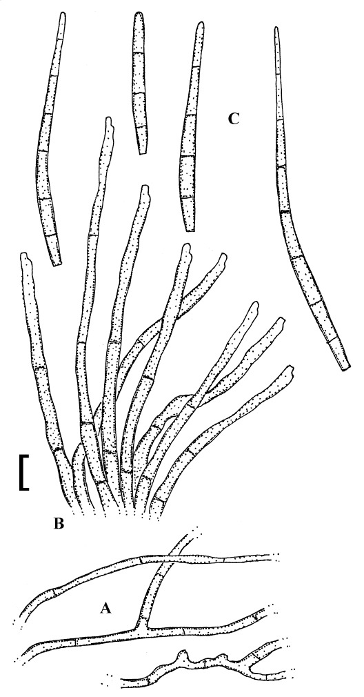 Fig. 12.