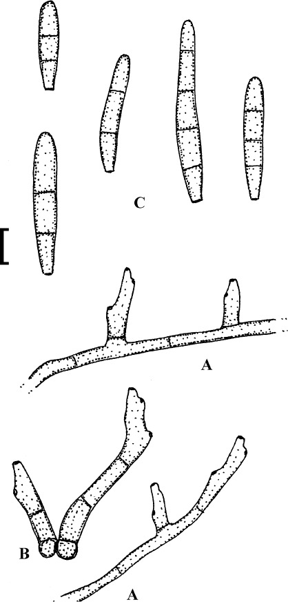 Fig. 36.