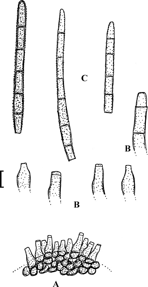 Fig. 43.