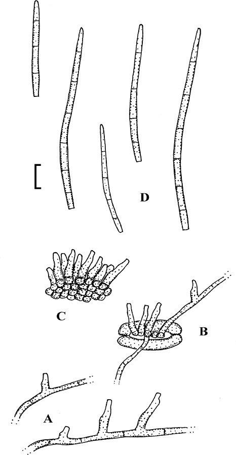 Fig. 19.