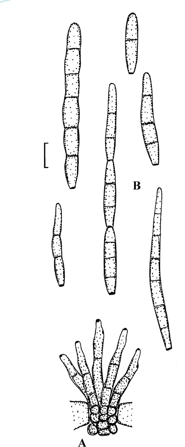 Fig. 8.