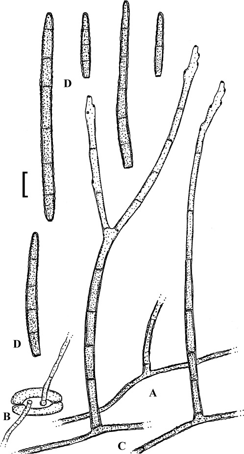 Fig. 32.