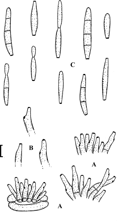 Fig. 6.