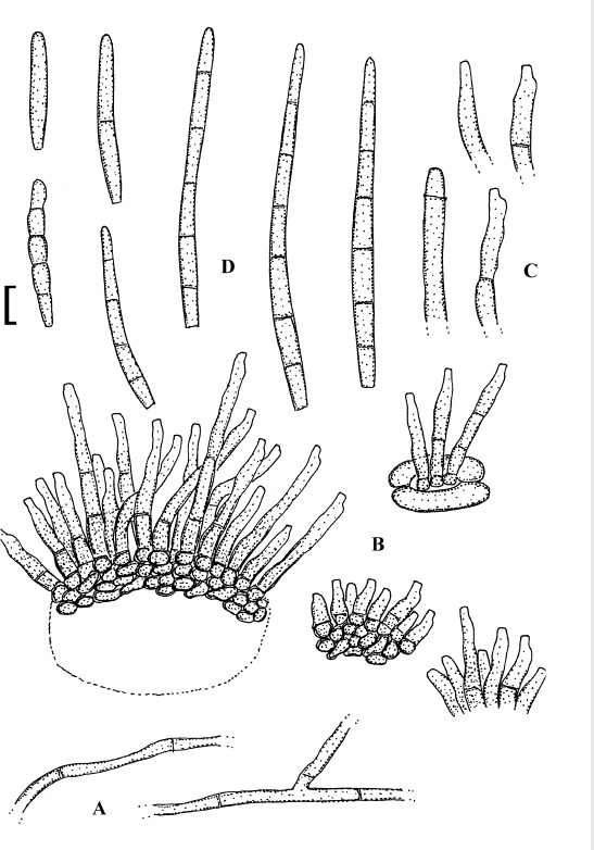 Fig. 24.