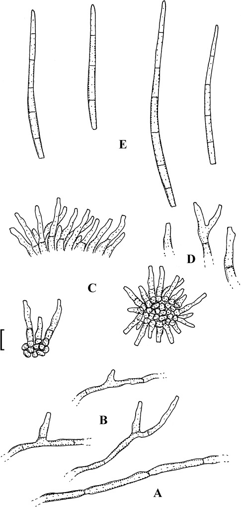 Fig. 15.