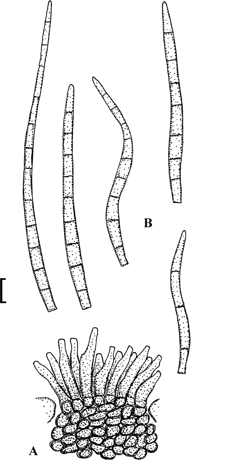 Fig. 25.