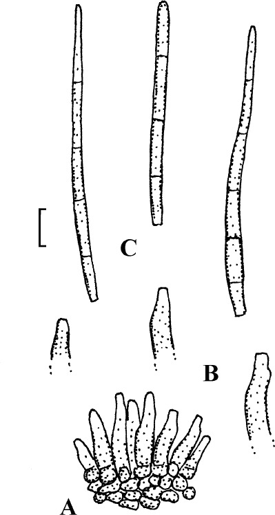 Fig. 21.