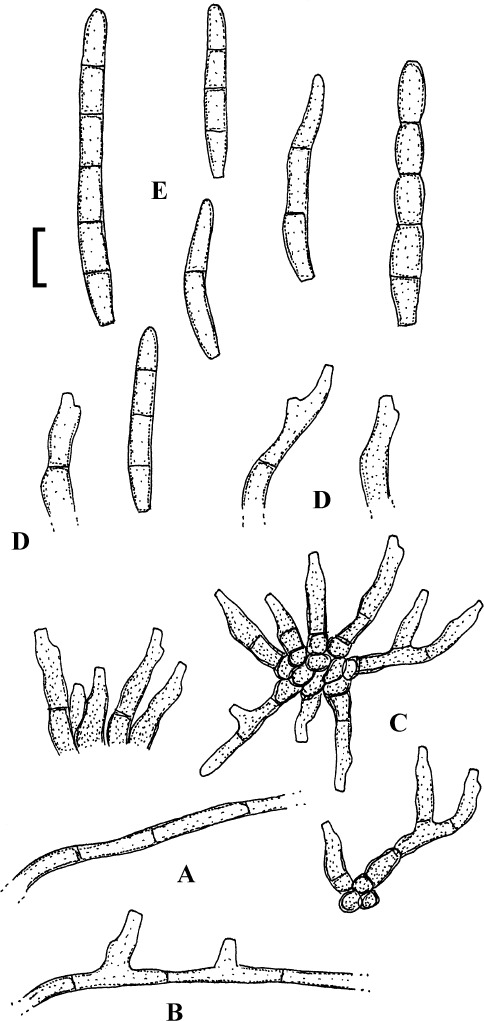 Fig. 26.