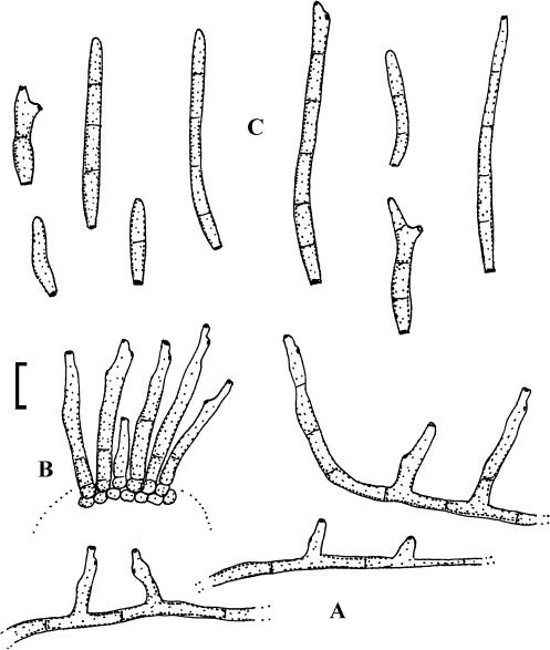 Fig. 9.