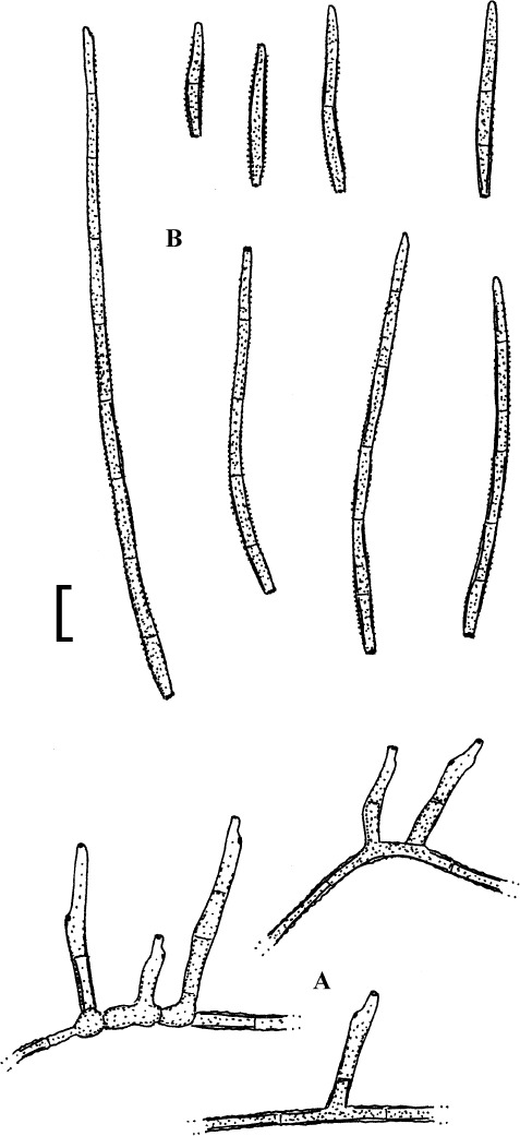 Fig. 52.