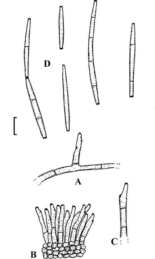 Fig. 7.