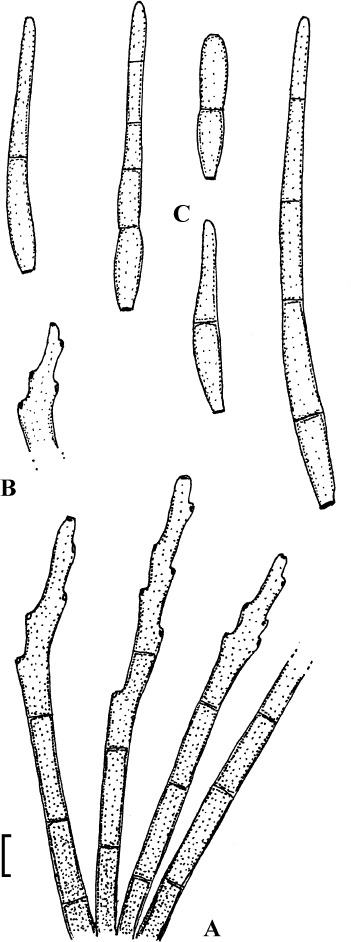 Fig. 33.