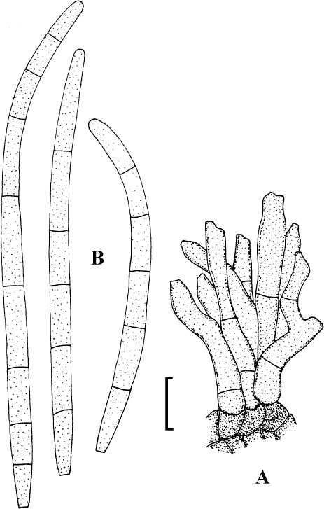 Fig. 50.