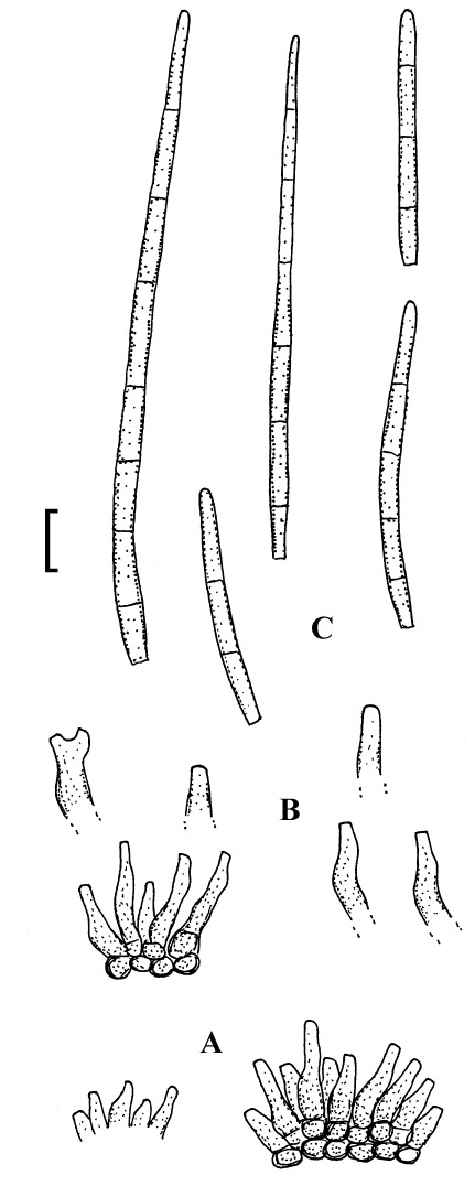 Fig. 14.