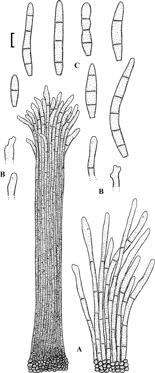 Fig. 42.