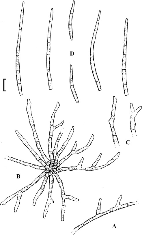 Fig. 13.