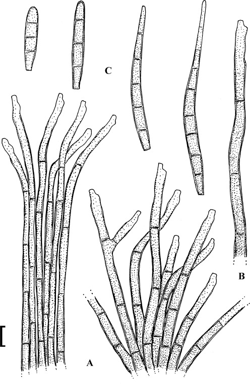 Fig. 49.