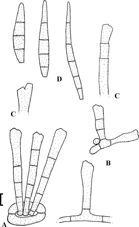 Fig. 16.