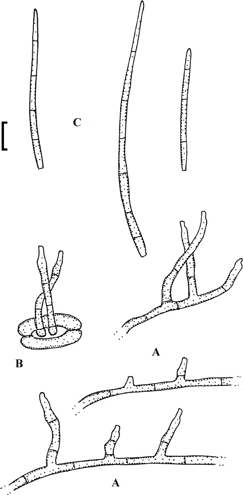 Fig. 48.