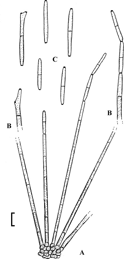 Fig. 37.