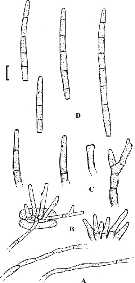 Fig. 34.