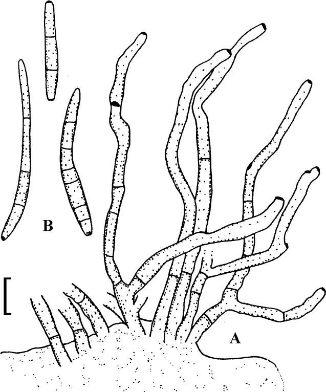 Fig. 35.