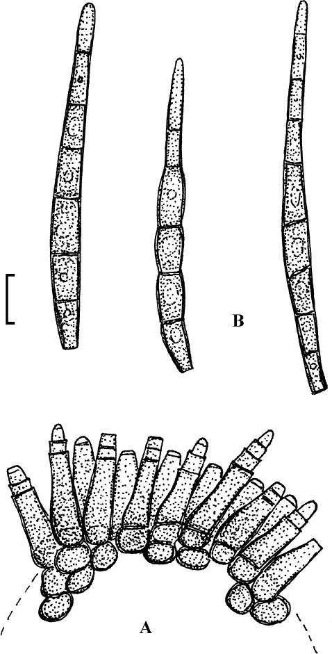 Fig. 47.