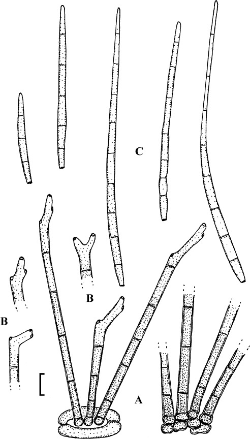 Fig. 11.